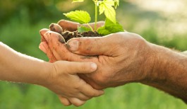 Hands of elderly man and baby holding a young plant against a green natural background in spring. Ecology concept