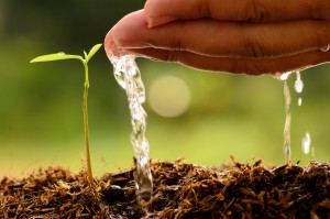 Agriculture,Tree,Seeding,Seedling